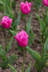 Fototapeta premium purple tulips in the spring garden
