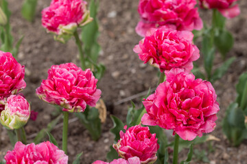 tulips in the spring garden