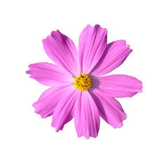 Obraz premium Cosmos flower on a white background file with clipping path.