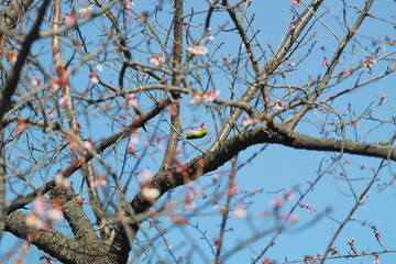 メジロと早春の桜
