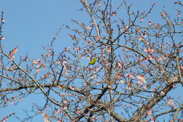 メジロと早春の桜
