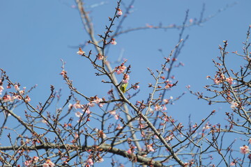 メジロと早春の桜
