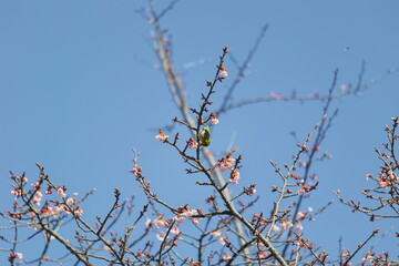 メジロと早春の桜
