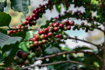 Obraz premium Coffee Crop, Plant, Crop - Plant, Fruit, Farmer
