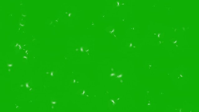 Flying pollen dust motion graphics with green screen background