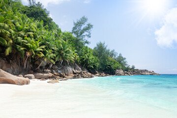 Tropical beach with palm trees