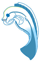 横になってお腹をかくだらけるホンソメワケベラ（青色）