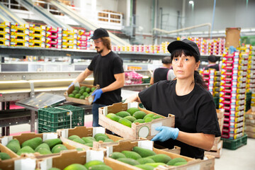 Woman warehouse worker carrying box with fresh avocado fruits on packing facility