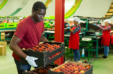 Obraz premium Confident african american loader carrying box with fresh peaches at the sorting and packaging factory