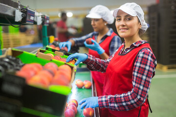 Positive Latino female employe in uniform sorting fresh ripe peaches at fruit warehouse