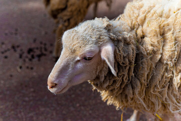 可愛い羊の写真