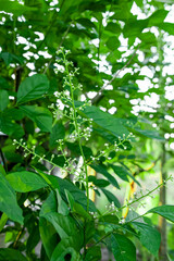 Licorice blossoms growing at the ends of the branches.