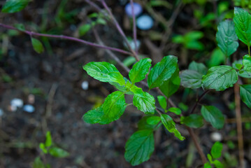 young leaves of basil