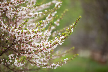 cherry blossom branches in spring, selective focus