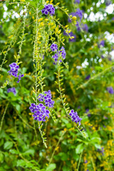 The golden tea flowers are blooming