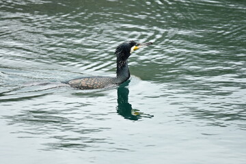 Dragon eyed cormorant