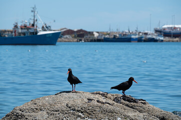 two oyster catchers stand on a rock