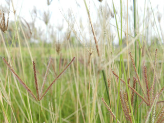 Close up rice paddy field harvest at Asia