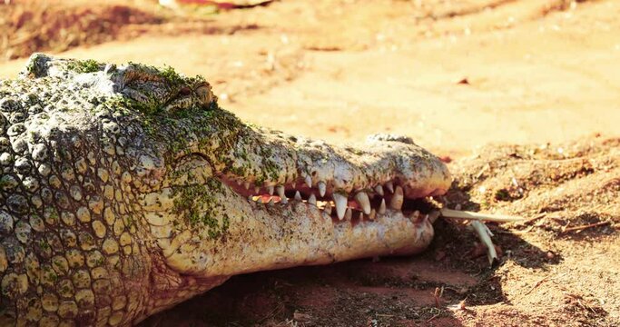 Wild Saltwater crocodile eating remains of prey in northern territory, Kakadu
