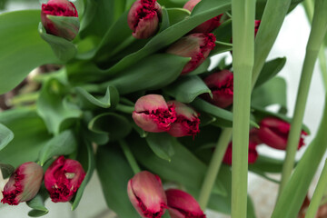 Fototapeta premium A bouquet of red tulips is in a tray in the greenhouse.Small business.Spring concept,gardening.Women's and Mother's Day.Selective focus.