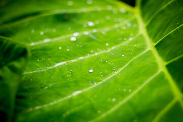 Droplet of water on the green leaf