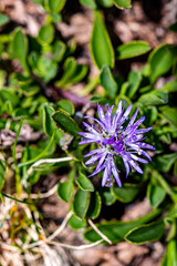 Globularia cordifolia flower in mountains