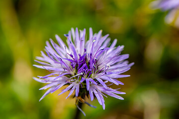 Globularia cordifolia flower in mountains, close up	