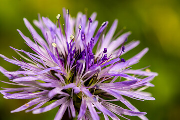 Globularia cordifolia flower growing in mountains, close up	