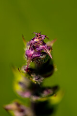 Salvia pratensis flower in meadow, close up