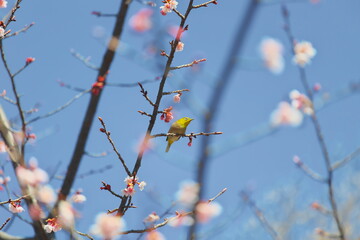 メジロと早春の桜