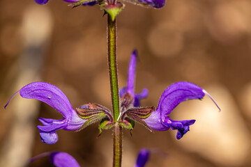 Salvia pratensis flower growing in meadow, macro