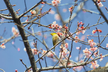 メジロと早春の桜
