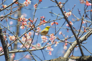 メジロと早春の桜