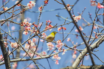 メジロと早春の桜
