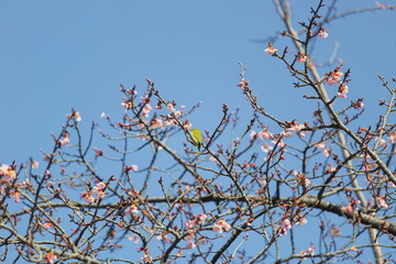 メジロと早春の桜