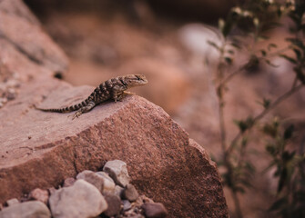 lizard on a stone