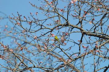 メジロと早春の桜
