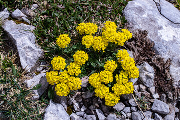 Alyssum montanum flower in mountains
