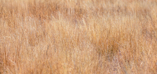 Tall yellow wild grass background - Etosha national park - Namibia, Africa