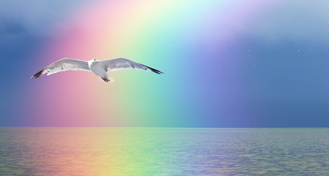 Many gulls flying over calm sea - Clouds before storm with rainbow