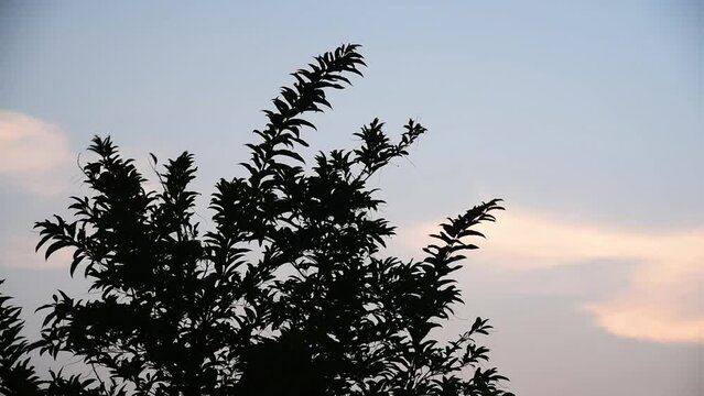 silhouette of tree branch against sunset sky