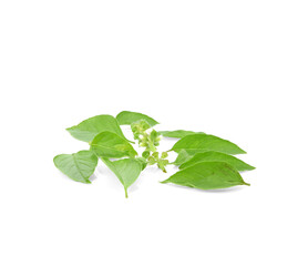 Naklejka na ściany i meble Sweet Basil, Thai Basil on white background. Ocimum basilicum Linn.