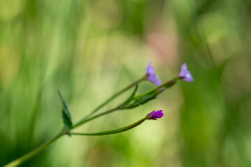 Claytonia sibirica flower in meadow, close up 