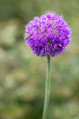 Giant onion with a honey bee