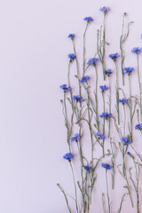Fototapeta na wymiar Blue cornflowers on pink background. Flowers composition