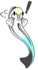 こちらに気付いて振り向くホンソメワケベラ