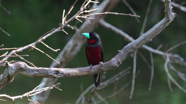 Looking straight to the camera and then to its right, Black-and-red Broadbill, Cymbirhynchus macrorhynchos, Kaeng Krachan National Park, Thailand.