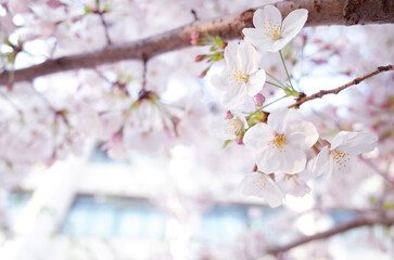 校舎と桜