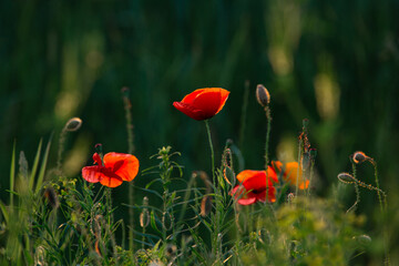 red field poppies on a green background