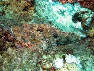 scorpion fish